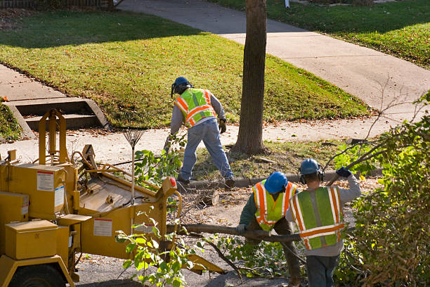 The Steps Involved in Our Tree Care Process in Durham, NC